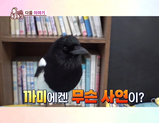 TV동물농장 미용실 까치 까미ㆍ철거촌 유기견들