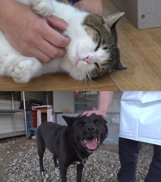 김명철 수의사, 정육점 고양이 방울이 행동 분석 나선다(TV동물농장)