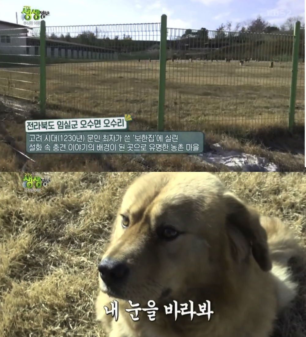 [리뷰] ‘생생정보’, 전라북도 오수리와의 정겨운 만남 ‘오수개는 무엇?’