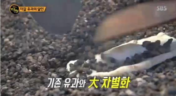 자갈유과, 대체 무슨 맛?…‘기름 한 방울 넣지 않은 자갈의 특별한 비법’ 