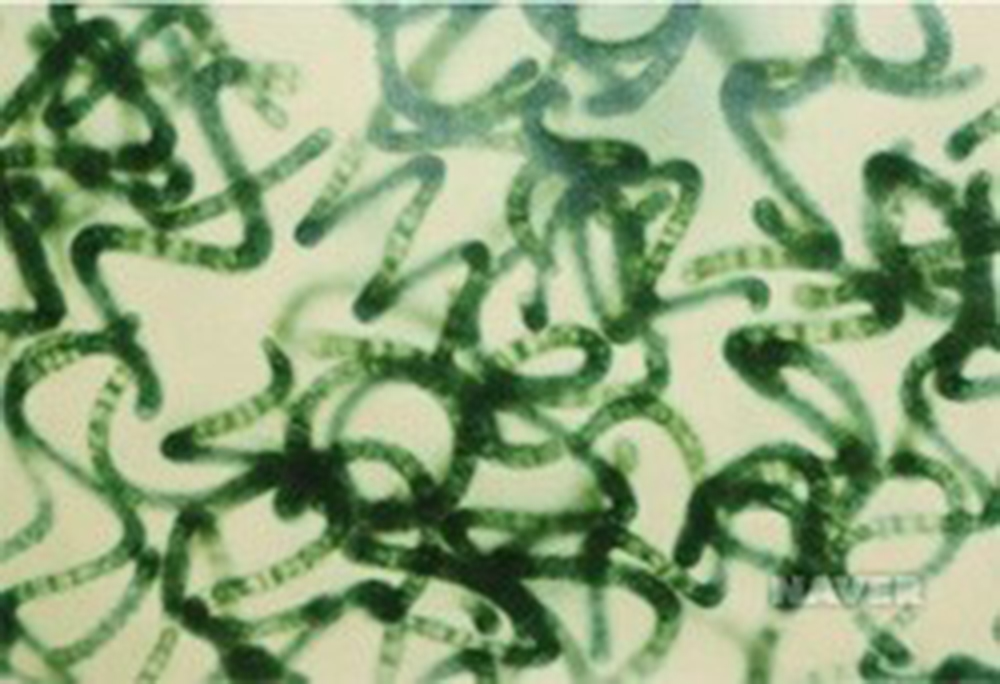 스피루리나(Spirulina), 클로렐라보다 단백질 함유량 높아…다이어트에 효과적