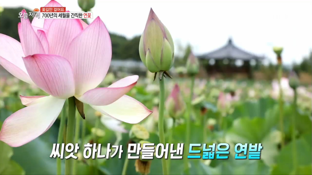 송이 황금빛 해바라기밭, 스릴 넘치는 경비행기 체험, 700년 된 연꽃밭, 곶감이 들어간 함안 불빵, 여항산의 숨은 명소 별천계곡 등
