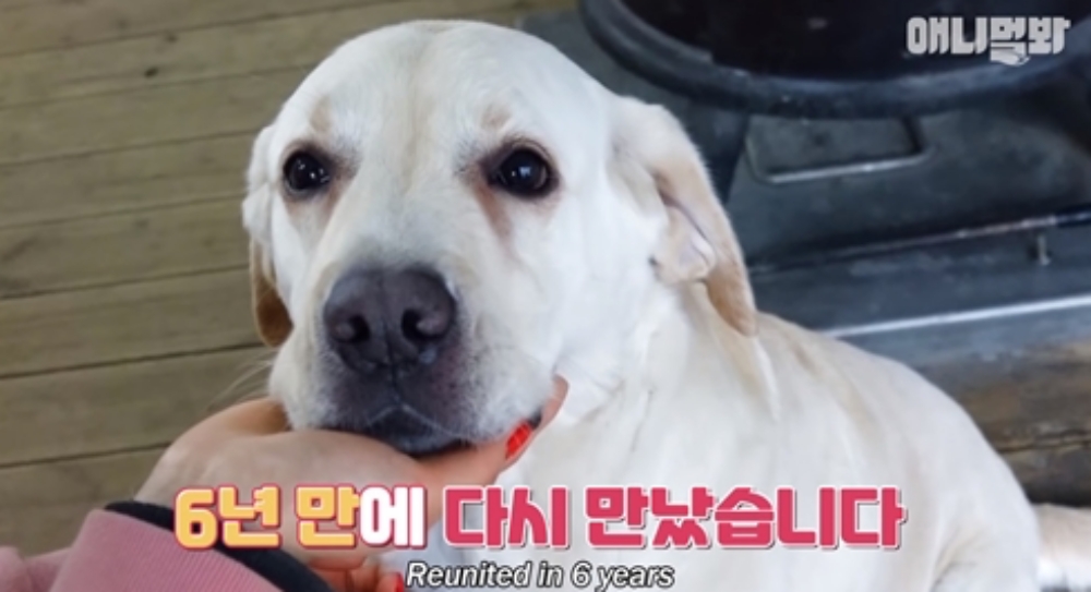 6년 만에 만났는데…동물농장 천재견 호야, 안타까운 근황 공개