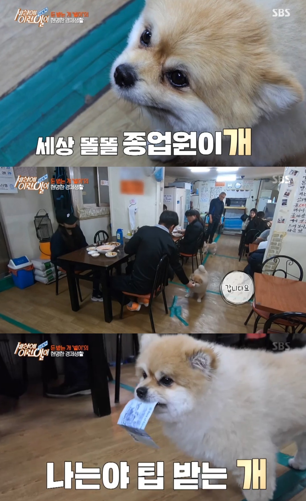 세상에이런일이 짬뽕집 종업원 강아지, 계산도 척척 손님들 깜짝 (1)