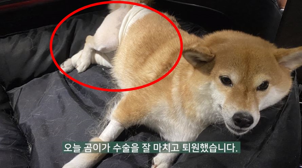 시바견 곰이탱이여우, 갑작스런 라이브 휴방 이유 알고보니…곰이가 공격 당했다