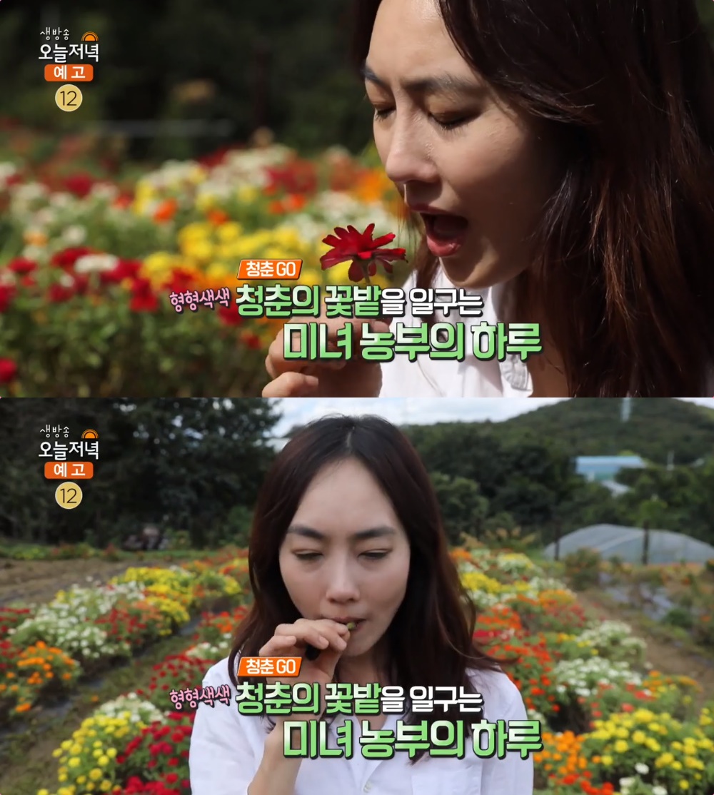 생방송오늘저녁 식용꽃·허브 농장 위치는? 미녀 농부 박선영의 꽃요리 월남쌈-오레가노채끝말이 침샘 자극