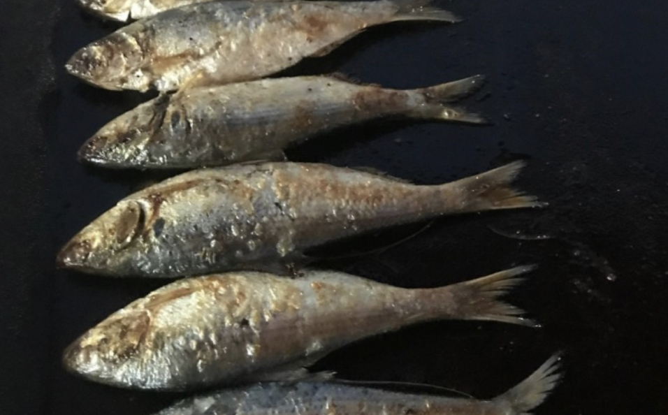 생방송 투데이-자족식당 가을이 오면 눈부신 연탄불 위에 전어구이!…연탄 전어구이+전어회+전어회무침 맛집, 위치는?