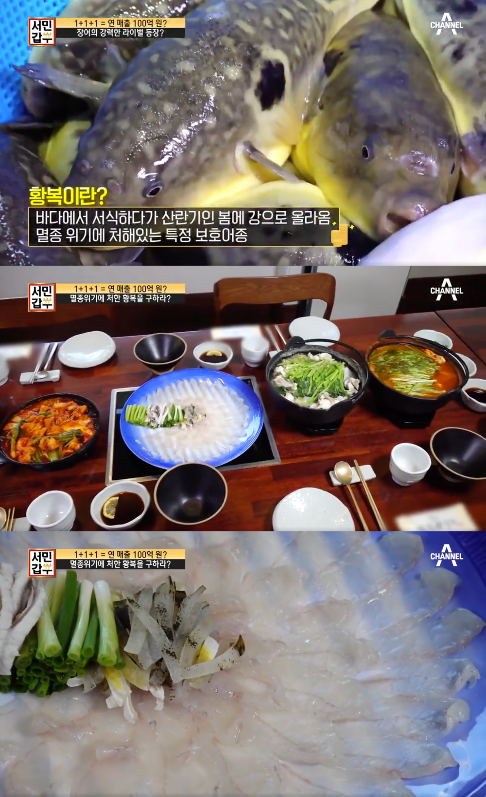 봄철에만 먹는 귀한 어종…서민갑부 장어 삼형제, 멸종위기 황복 양식하는 이유
