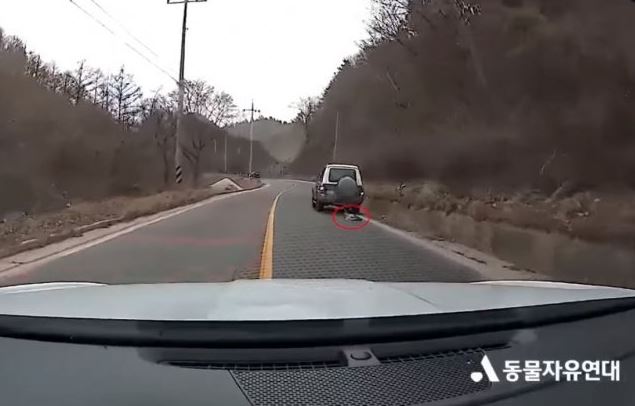 [영상] 개 매달고 시속 80km 주행… 이게 사람이 할 짓이냐? 운동시키려고! 뻔뻔 변명