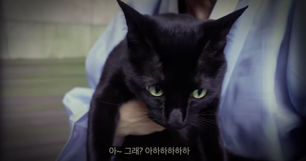 길고양이도 사랑 받으면…박수홍, 다홍이와 웹툰 금복이 이야기 홍보