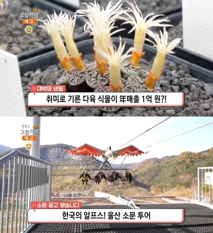 생방송오늘저녁 서울 개화동 다육식물 농장, 연 매출 1억…울산 언양불고기 맛집 위치는?