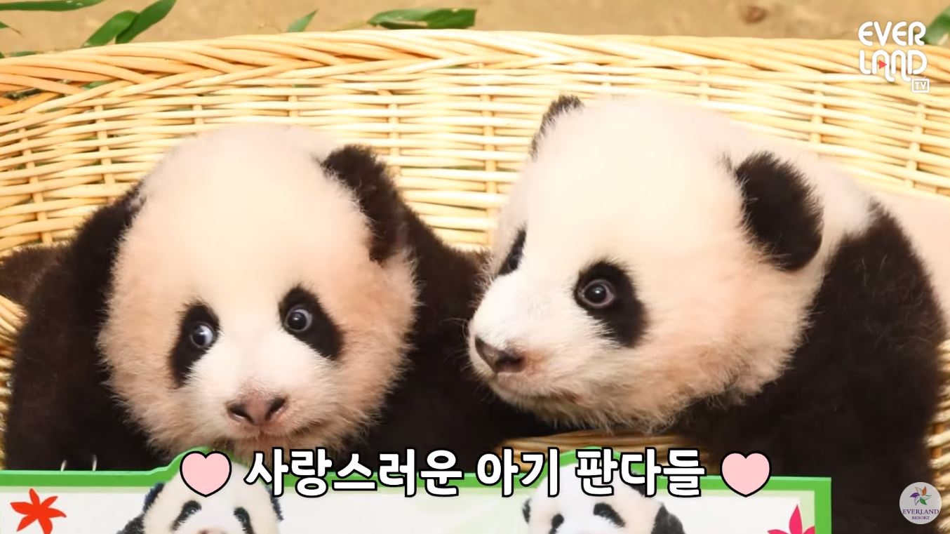 쌍둥이 판다 루이바오·후이바오, 이름 발표 후 보인 반응?