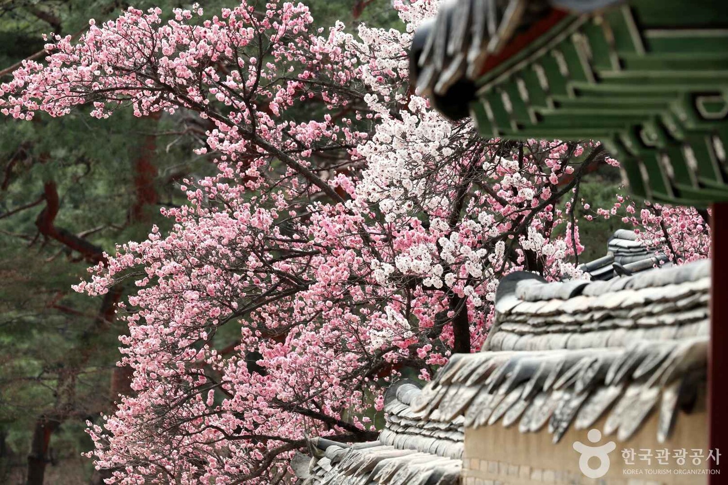 벚꽃 개화 시기 언제? 연인과 걷기 좋은 데이트 코스는