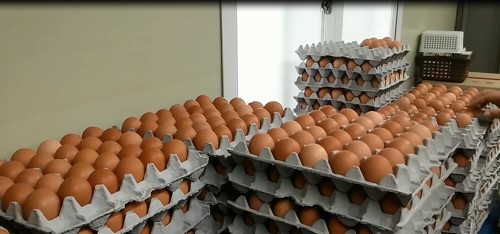 울산남부서, 허위 무항생제 계란 판매한 유통업자 검거