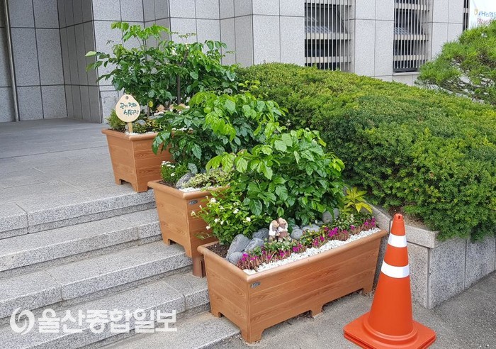 양산시, 공기정화식물 화분 시범 설치
