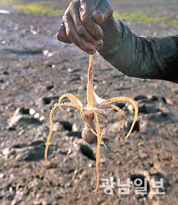 무안, 갯벌낙지 산란장 확대