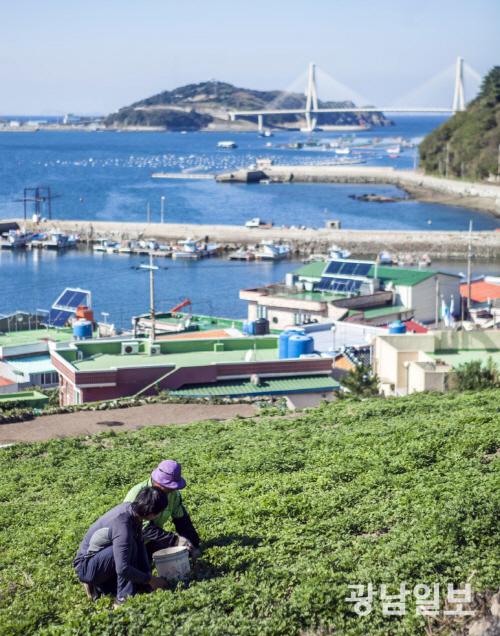 여수 거문도해풍쑥 이달부터 본격 ‘출하’
