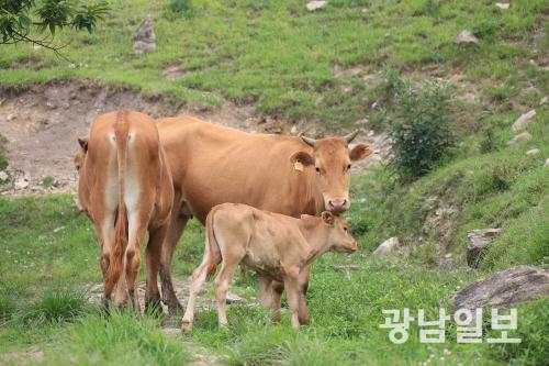 완도자연그대로 한우 육질 평가 결과 ‘우수’