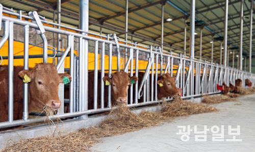 장흥군, ‘정남진 장흥한우’ 브랜드 참여 농가 모집