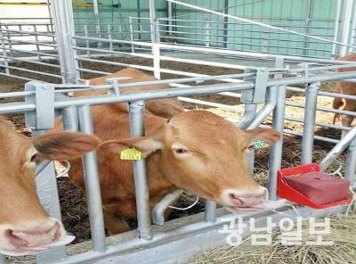 장흥군, 송아지 브랜드화로 우수 한우 육성 박차
