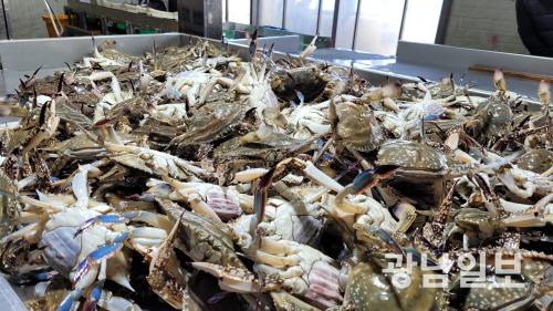 ‘알 꽉차고 맛이 일품’ 진도 봄꽃게 전국서 인기