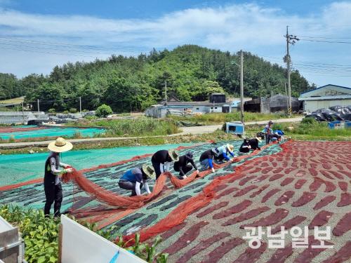 [사진뉴스]장흥군 어촌 일손돕기 구슬땀