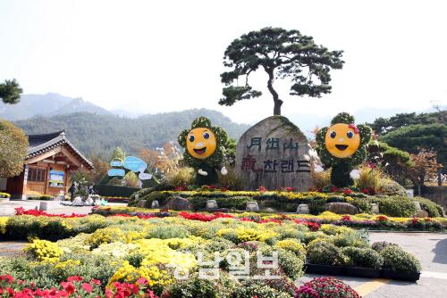 영암군, 국화향으로 물들다