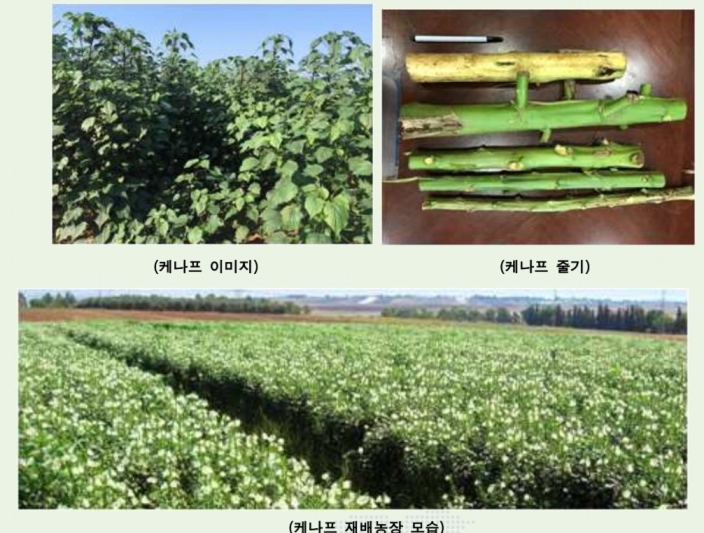  기후변화 시대 온실가스 잡는 식물 케나프, 경제성도 눈길 …자동차부품·사료·반려동물 깔개로도 