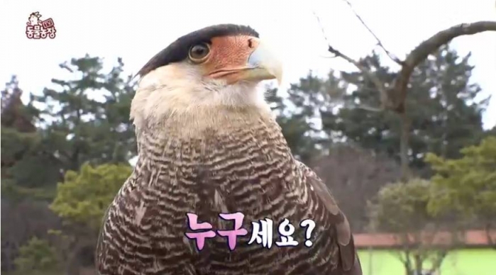  동물농장, 맹금류 카라카라 고기를 못 먹는다?...채식 하는 저스틴 
