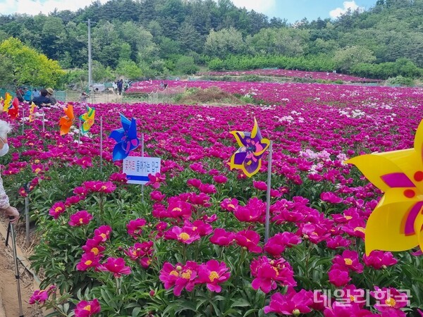 영천시, 전국 최초 작약 주산지 지정
