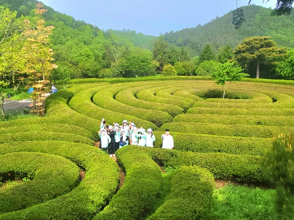 보성 노동초, 내고장 다도 체험학습 실시