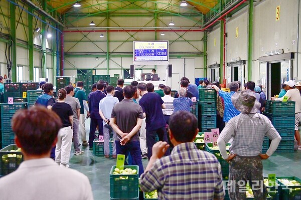 청송군 농산물공판장 개장...사과 경매 시작