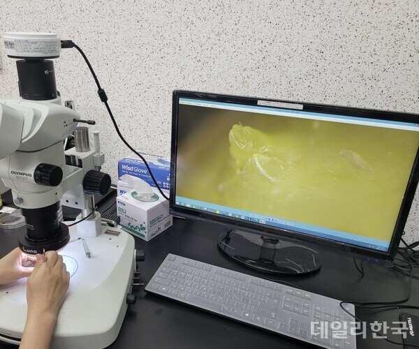 상주시 농업기술센터, 딸기 화아분화 검경 서비스 본격화