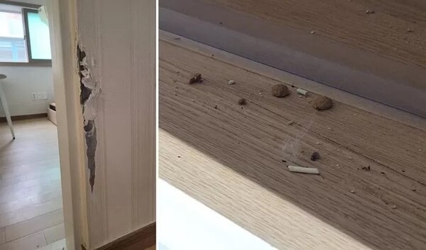 고양이 6마리 몰래 키우고 담배 펴…세입자 커플이 남긴 집 상태 경악