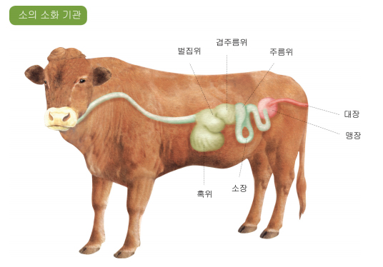  [우리 속담으로 본 생태 이야기] 바늘 도둑이 소도둑 된다 