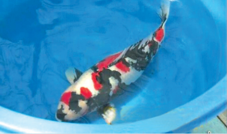  ‘헤엄치는 보석’ 일본 비단잉어, 관상용으로 인기 