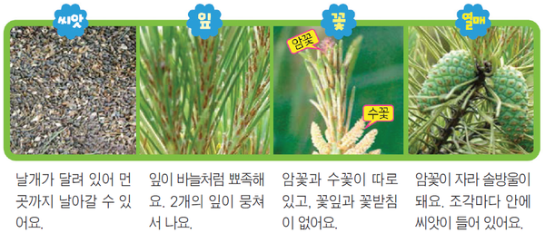 [ 식물백과 ] 언제나 푸르른 으뜸 나무