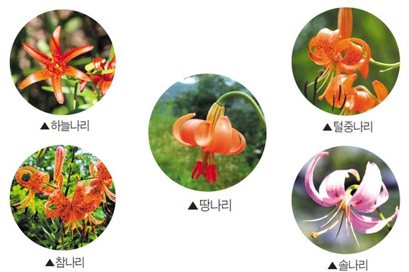 여름꽃 대표 주자 나리를 아시나요?
