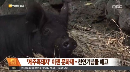 제주흑돼지 천연기념물 지정… 인분 먹었던 똥돼지