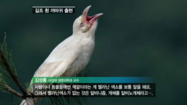 흰까마귀 3년 만에 포착! 길조지만 사실 아픈 새