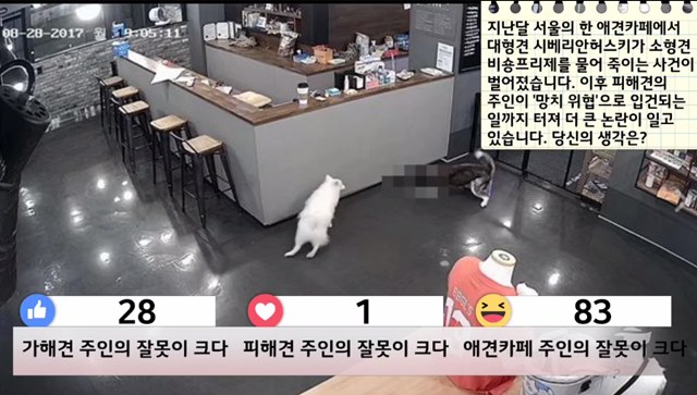  [TF라이브폴] 애견카페 반려견 죽음 사고 카페 주인 잘못이 크다!
