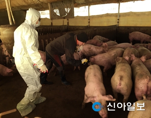 충남도내 전 돼지농장 구제역 일제검사