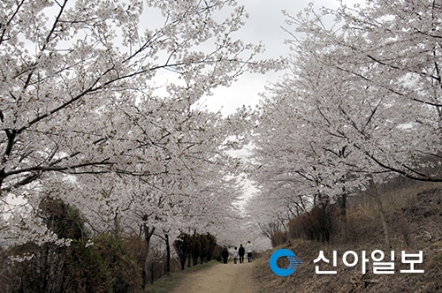 목포 신흥동 2016 벚꽃 나들이 축제 개최