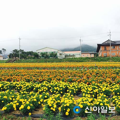 남원 허브체험관광농원 허브꽃 만발 관광객 유혹
