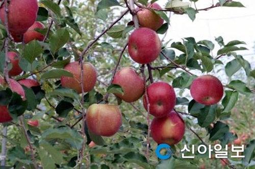 전국 최고 밀양 얼음골 사과 수확 한창