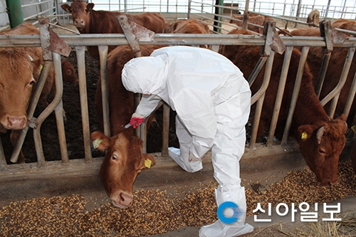 충북 보은 젖소농장서 구제역 의심신고 (종합)