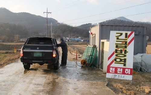 충북 보은서 또 의심신고… 구제역 확산일로