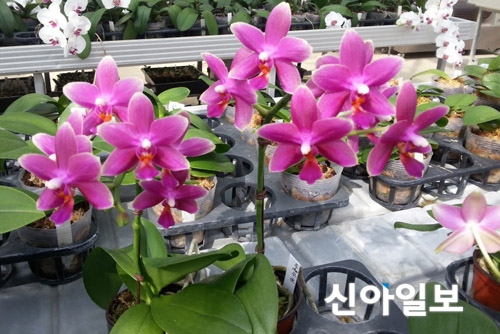 경남도 화훼연구소, 호접란 품종보호권 획득