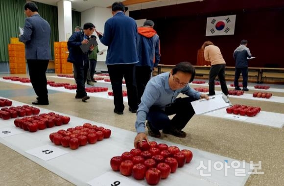 제20회 문경사과품평회서 ‘만생종’ 대상 차지