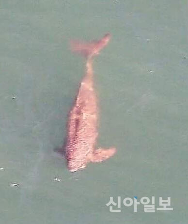 삼천포앞바다에 국제 멸종위기종 토종 돌고래 상괭이 출현